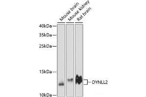Western blot analysis of extracts of various cell lines using DYNLL2 Polyclonal Antibody at dilution of 1:3000. (DYNLL2 anticorps)