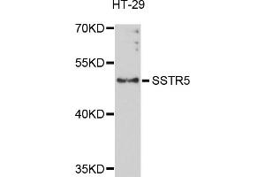 Western blot analysis of extracts of HT-29 cells, using SSTR5 antibody (ABIN1874955) at 1:1000 dilution. (SSTR5 anticorps)