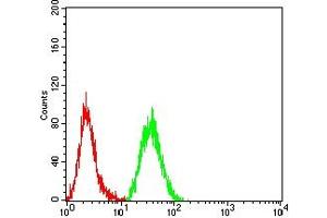 Flow cytometric analysis of Hela cells using WDFY3 mouse mAb (green) and negative control (red).