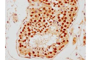 IHC image of nsucHU diluted at 1:10 and staining in paraffin-embedded human testis tissue performed on a Leica BondTM system. (HIST1H2AG anticorps  (AA 2-14))