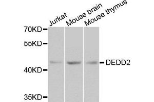 Western blot analysis of extracts of various cell lines, using DEDD2 antibody. (DEDD2 anticorps)