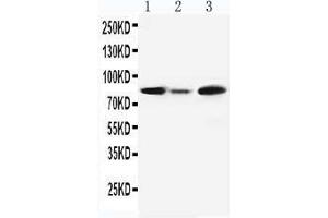 Anti-MCM5 antibody, Western blotting Lane 1: Rat Testis Tissue Lysate Lane 2: Rat Brain Tissue Lysate Lane3: JURKAT Cell Lysate (MCM5 anticorps  (C-Term))
