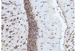 ABIN6274565 at 1/100 staining Mouse brain tissue by IHC-P.