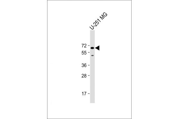 SH2B3 抗体  (AA 67-101)
