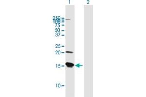 Western Blot analysis of VAMP8 expression in transfected 293T cell line by VAMP8 MaxPab polyclonal antibody. (VAMP8 anticorps  (AA 1-100))
