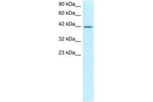 Western Blotting (WB) image for anti-Nuclear Transcription Factor Y, alpha (NFYA) antibody (ABIN2460199) (NFYA anticorps)