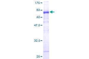 Image no. 1 for Nudix (Nucleoside Diphosphate Linked Moiety X)-Type Motif 12 (NUDT12) (AA 1-462) protein (GST tag) (ABIN1313170)