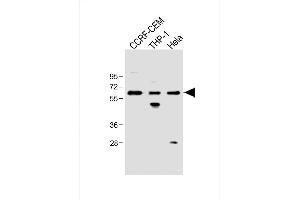 All lanes : Anti-FCGR1B Antibody (C-term) at 1:500 dilution Lane 1: CCRF-CEM whole cell lysate Lane 2: THP-1 whole cell lysate Lane 3: Hela whole cell lysate Lysates/proteins at 20 μg per lane. (FCGR1B anticorps  (C-Term))