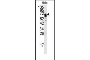 Image no. 1 for anti-Synaptotagmin Binding, Cytoplasmic RNA Interacting Protein (SYNCRIP) (C-Term) antibody (ABIN360208)