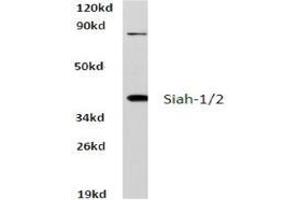 Western blot analysis of Siah-1/2 Antibody  in extracts from HeLa cells at 1/500 dilution. (SIAH1 anticorps)