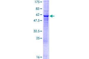 Image no. 1 for General Transcription Factor IIH, Polypeptide 3, 34kD (GTF2H3) (AA 1-308) protein (GST tag) (ABIN1306145)