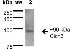 Western Blot analysis of Rat Brain Membrane showing detection of ~90 kDa CIcn3 protein using Mouse Anti-CIcn3 Monoclonal Antibody, Clone S258-5 . (CLCN3 anticorps  (AA 98-115) (Atto 594))