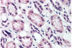 Kidney (RREB1 anticorps)