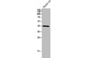 Western Blot analysis of HEPG2-UV cells using Lefty Polyclonal Antibody