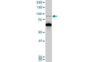 PCAF monoclonal antibody (M04), clone 5E11 Western Blot analysis of PCAF expression in Hela S3 NE . (KAT2B anticorps  (AA 353-452))