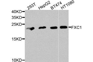 Western blot analysis of extracts of various cells, using TIMM10B antibody. (TIMM10B anticorps)
