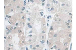 DAB staining on IHC-P; Samples: Human Stomach Tissue (Ancient Ubiquitous Protein 1 anticorps  (AA 201-410))