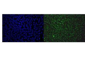 IF analysis of EAPP using anti-EAPP antibody (ABIN7599214). (EAPP anticorps  (AA 1-285))