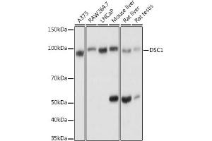 Western blot analysis of extracts of various cell lines, using DSC1 antibody (ABIN6127801, ABIN6139825, ABIN6139826 and ABIN6214179) at 1:1000 dilution. (Desmocollin 1 anticorps  (AA 480-690))