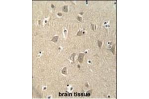 KI antibody (C-term) (ABIN653980 and ABIN2843926) immunohistochemistry analysis in formalin fixed and paraffin embedded human brain tissue followed by peroxidase conjugation of the secondary antibody and DAB staining. (CCSER1 anticorps  (C-Term))