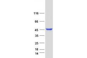Validation with Western Blot