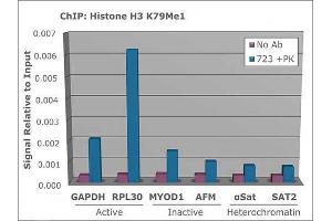 Chromatin Immunoprecipitation of Histone H3 [monomethyl Lys79] Antibody: Chromatin from one million formaldehyde cross-linked Hela cells was used with 2 μg of H3 K79Me1 and 20 µL of magnetic IgG beads per immunoprecipitation.