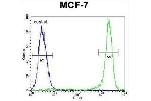 KSR2 Antibody (C-term) flow cytometric analysis of MCF-7 cells (right histogram) compared to a negative control cell (left histogram). (KSR2 anticorps  (C-Term))