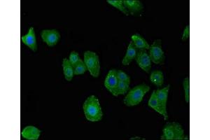 Immunofluorescent analysis of HepG2 cells using ABIN7174876 at dilution of 1:100 and Alexa Fluor 488-congugated AffiniPure Goat Anti-Rabbit IgG(H+L) (C7orf31 anticorps  (AA 163-256))