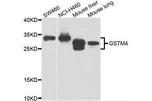 Western blot analysis of extracts of various cell lines, using GSTM4 antibody. (GSTM4 anticorps  (AA 1-218))