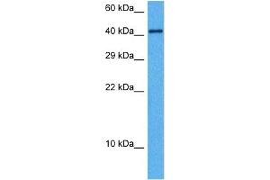 Host:  Mouse  Target Name:  TGFB1  Sample Tissue:  Mouse Pancreas  Antibody Dilution:  1ug/ml