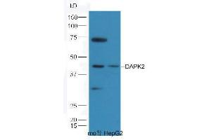 anti-Dapk1/2 (AA 271-370) antibody