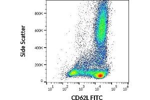 Flow cytometry surface staining pattern of human peripheral whole blood stained using anti-human CD62L (DREG56) FITC antibody (20 μL reagent / 100 μL of peripheral whole blood). (L-Selectin anticorps  (FITC))