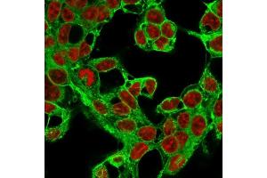Immunofluorescence Analysis of MeOH-fixed HepG2 cells labeling Glypican-3 with Glypican-3 Monoclonal Antibody (1G12) followed by Goat anti-Mouse IgG-CF488 (Green). (Glypican 3 anticorps  (AA 511-580))