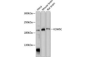 Western blot analysis of extracts of various cell lines, using KDM5C antibody (ABIN7268331) at 1:1000 dilution. (KDM5C anticorps  (C-Term))