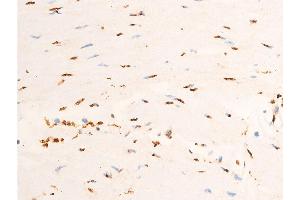 ABIN6267306 at 1/100 staining human brain tissue sections by IHC-P.