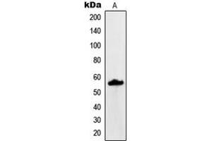 Western blot analysis of MUC13 expression in KNRK (A) whole cell lysates.