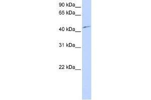 WB Suggested Anti-PCTK3 Antibody Titration:  0. (CDK18 anticorps  (N-Term))