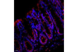 Immunofluorescence analysis of paraffin embedded mouse rectum using Cathepsin-Z (ABIN7073350) at dilution of 1: 600