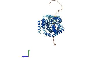AlphaFold protein structure predicition of Human Recombinant SLC7A8 Protein, UniprotID Q9UHI5