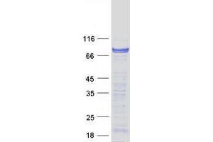 Validation with Western Blot (CDSE1 Protein (Transcript Variant 2) (Myc-DYKDDDDK Tag))