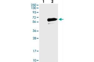 Western blot analysis of Lane 1: Negative control (vector only transfected HEK293T lysate), Lane 2: Over-expression Lysate (Co-expressed with a C-terminal myc-DDK tag (~3. (LRRC14 anticorps)