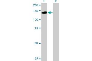 Western Blot analysis of BCAN expression in transfected 293T cell line by BCAN MaxPab polyclonal antibody. (BCAN anticorps  (AA 1-911))