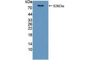 Detection of Recombinant FKBP4, Human using Polyclonal Antibody to FK506 Binding Protein 4 (FKBP4) (FKBP4 anticorps  (AA 2-459))
