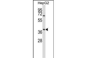 BP Antibody (N-term) (ABIN657686 and ABIN2846678) western blot analysis in HepG2 cell line lysates (35 μg/lane). (AMBP anticorps  (N-Term))