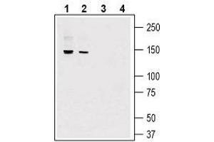 Western blot analysis of mouse lung lysate (lanes 1 and 3) and mouse heart lysate (lanes 2 and 4): - 1, 2. (Adhesion G-Protein Coupled Receptor G6 (ADGRG6) (AA 753-767), (Extracellular) anticorps)