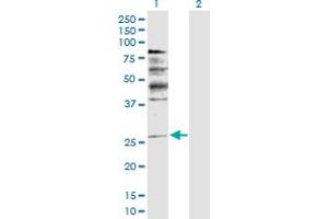 Western Blot analysis of NRG1 expression in transfected 293T cell line by NRG1 MaxPab polyclonal antibody. (Neuregulin 1 anticorps  (AA 1-241))