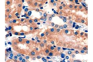 DAB staining on IHC-P; Samples: Mouse Kidney Tissue (GOLM1 anticorps  (AA 133-379))