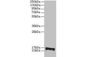 Western blot All lanes: PMP2 antibody at 2 μg/mL + EC109 whole cell lysate Secondary Goat polyclonal to rabbit IgG at 1/15000 dilution Predicted band size: 15 kDa Observed band size: 15 kDa (PMP2 anticorps  (AA 1-132))