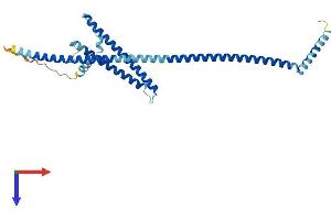 AlphaFold protein structure predicition of Mouse Recombinant Lztfl1 Protein, UniprotID Q9JHQ5