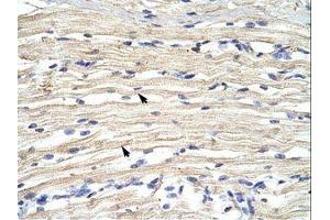 Image no. 1 for anti-Lysine (K)-Specific Demethylase 2A (KDM2A) (N-Term) antibody (ABIN6736177)